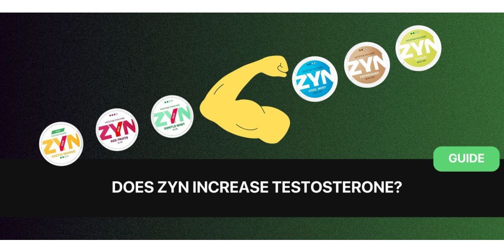 ZYN Nikotinbeutel und Testosteronproduktion