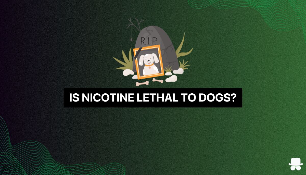 una lápida de perro por comer un zyn